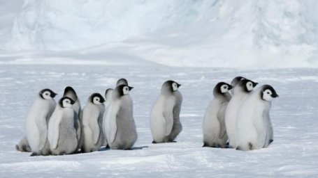 Массовая гибель птенцов императорских пингвинов в Антарктиде: ученые предрекают катастрофу