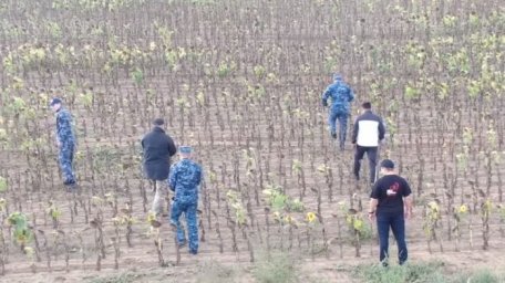 Более 800 килограмм наркотиков обнаружили среди подсолнухов в Абайской области