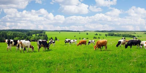 Капитальные инвестиции в сфере животноводства выросли на 26% за год