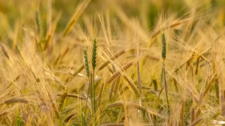 Экспорт пшеницы из РК вырос сразу на 17% за год