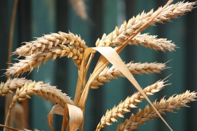 Цены сельхозпроизводителей на пшеницу выросли за март на 1,5%, за год — более чем на 20%