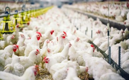 Пока чиновники мечтают о грядущем импортозамещении, казахстанские птицефабрики терпят убытки