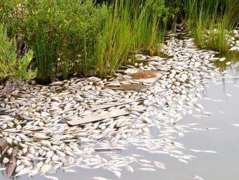 Экологи назвали причины гибели рыбы в водоемах Северо-Казахстанской области