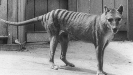 Ученые решили восстановить исчезнувший вид тасманийского тигра. Спонсоры - биткоиновые миллиардеры