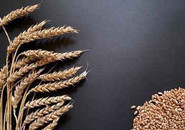 Вернется ли Казахстан в десятку экспортеров пшеницы?