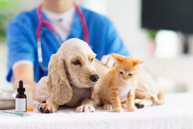 Объём ветеринарных услуг в РК вырос на 18% за год