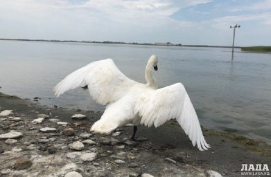 Голод и морозы: специалисты озвучили предварительную причину гибели лебедей на озере Караколь