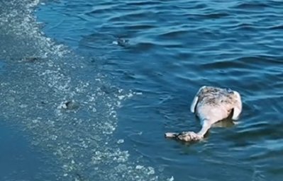 Мёртвых лебедей сняли на видео в Мангистау