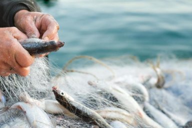 За три недели рыбоохранной акции «Бекіре – 2022» из незаконного оборота изъято более 15 тонн рыбы