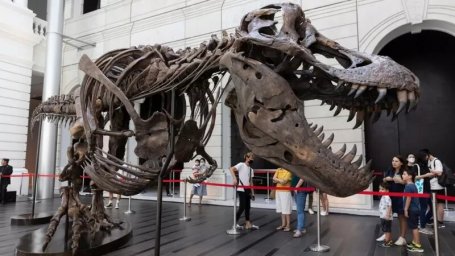 Чужие кости. Скелет тираннозавра, оцененный в 25 млн долларов, сняли с аукциона