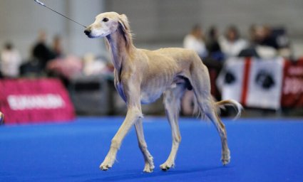 Казахская порода тазы взяла первое место на чемпионате мира World Dog Show 2023