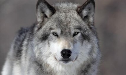 Бешенство нашли у покусавшего трех женщин в Карагандинской области волка