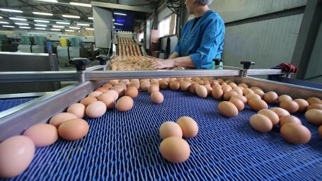 Производство яиц в Казахстане упало на 2%
