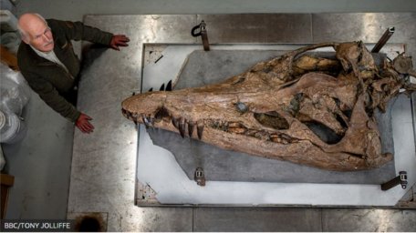 Гигантский череп плиозавра обнаружили в Британии