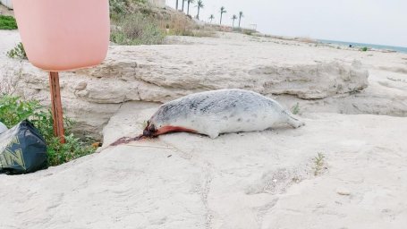 Тушу мертвого тюленя в луже крови обнаружили в Актау