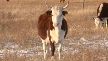Бешенство обнаружили у коров в Карагандинской области