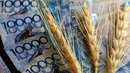 Правительство выделило деньги на возмещение затрат пострадавшим аграриям Жамбылской области