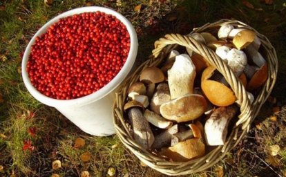 В Казахстане с 2024 года введут налог на сбор грибов и ягод на любых территориях