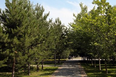 Более 10 тысяч деревьев будет высажено в Алматы весной