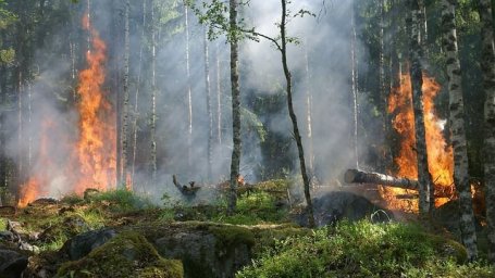 77 лесных пожаров потушили в ВКО за сезон