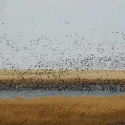 Девять видов краснокнижных птиц зафиксированы в Наурзумском заповеднике в ходе осеннего мониторинга